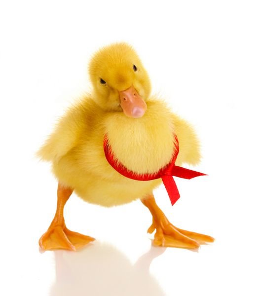  عکس اردک کیوت فاتزی