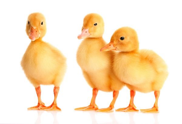  عکس اردک کیوت فاتزی