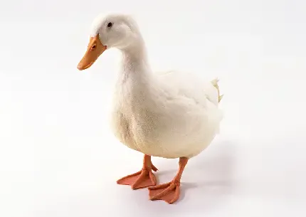  عکس اردک بزرگ
