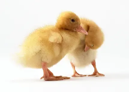  عکس اردک بزرگ