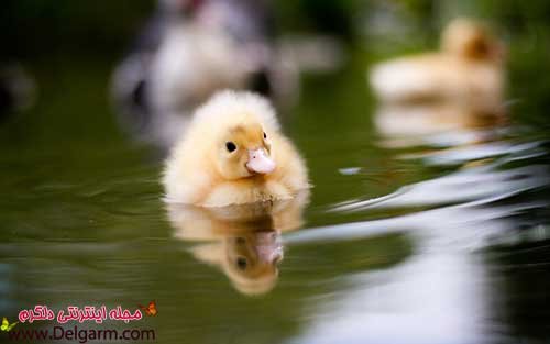 عکس اردک عاشقانه