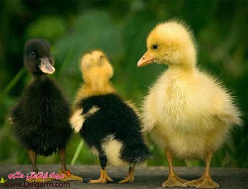  عکس اردک عاشقانه