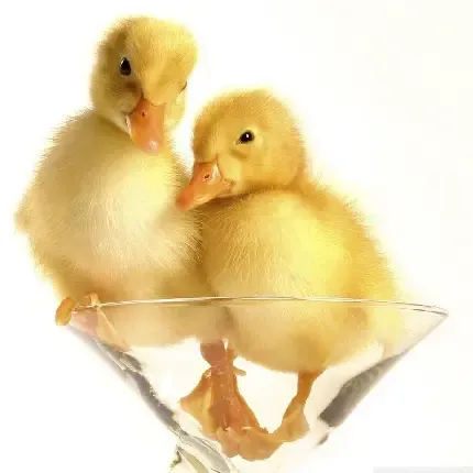  عکس اردک واقعی سفید