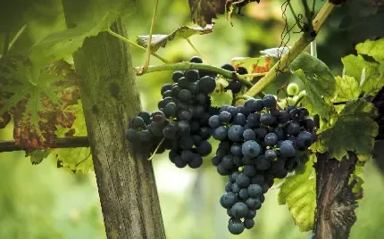عکس انگور بنفش