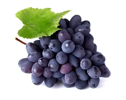  عکس انگور بنفش