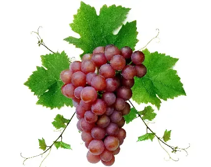  عکس انگور بنفش