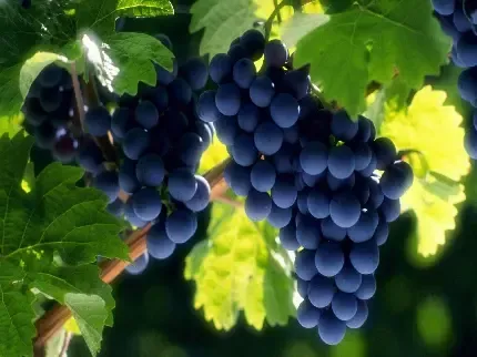  عکس انگور بنفش