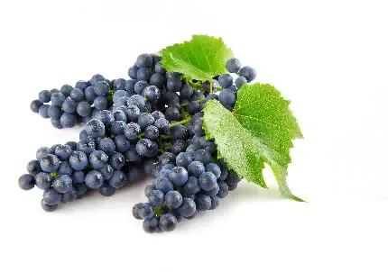  عکس انگور بنفش