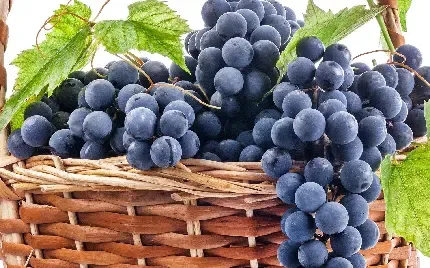  عکس انگور بنفش