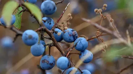  عکس انگور بنفش