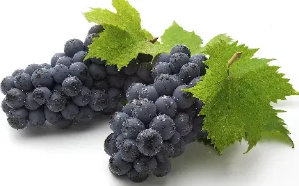  عکس انگور بنفش