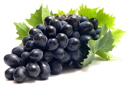  عکس انگور بنفش