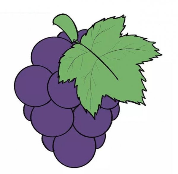  نقاشی انگور زیبا