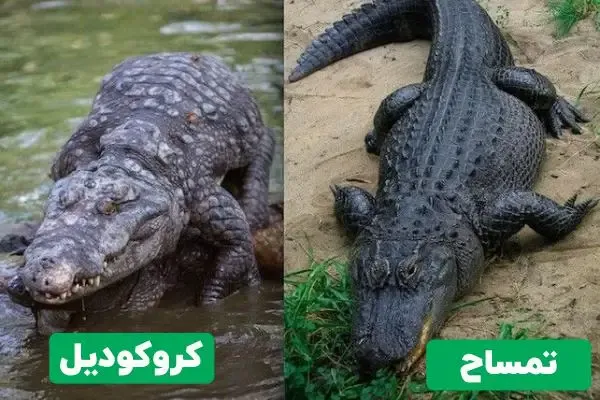  عکس کروکودیل و تمساح