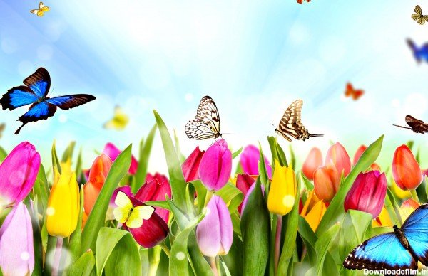  عکس کارتونی جنگل