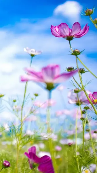  بک گراند سه بعدی