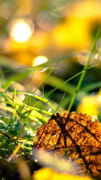  بک گراند سه بعدی