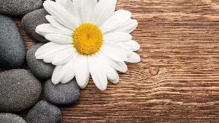  بک گراند کریسمسی