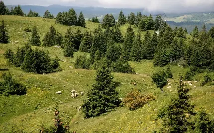  تصویر زمینه ی کریسمس