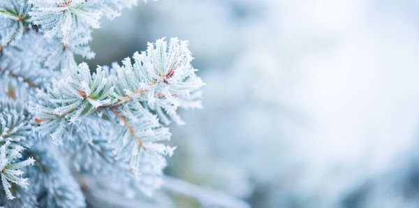 عکس برف و کریسمس