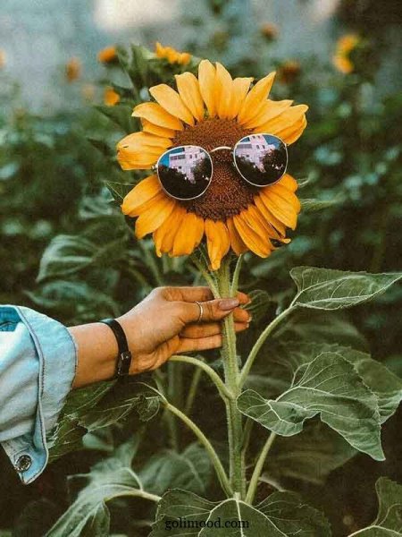  عکس گل برای پروفایل اینستا دخترونه