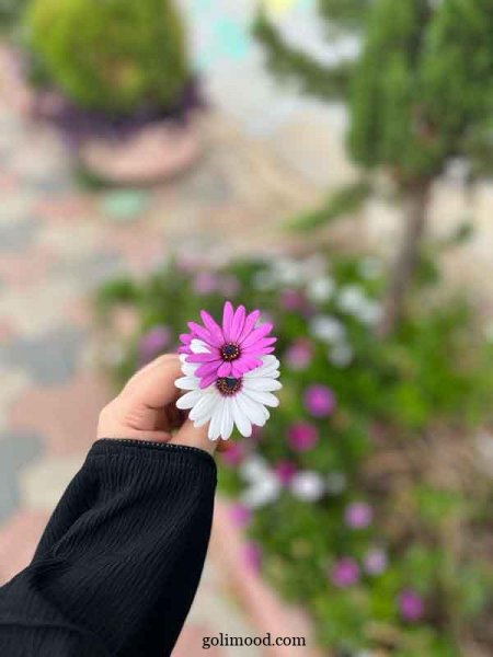  عکس گل برای پروفایل اینستا دخترونه