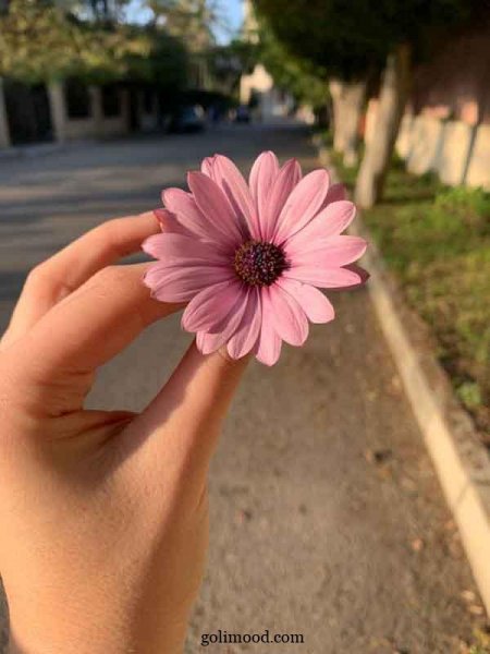  عکس گل برای پروفایل اینستا دخترونه