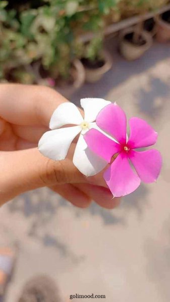  عکس گل برای پروفایل اینستا دخترونه