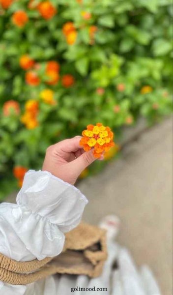  عکس گل برای پروفایل اینستا دخترونه