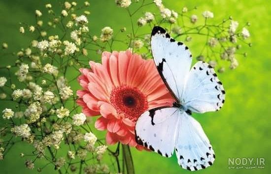  عکس گل نرگس و پروانه