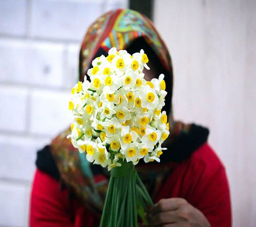  پروفایل گل نرگس عاشقانه