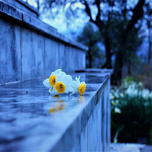  پروفایل گل نرگس عاشقانه