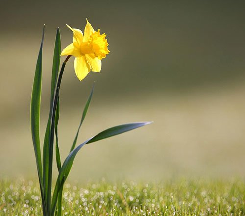  پروفایل گل نرگس عاشقانه