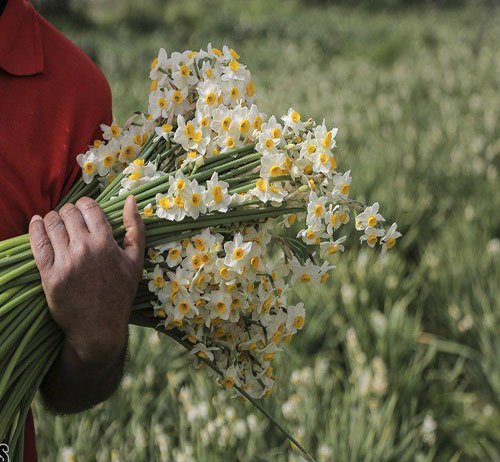 پروفایل گل نرگس عاشقانه