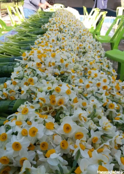 عکس گل نرگس برای پروفایل