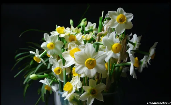  عکس گل نرگس برای پروفایل