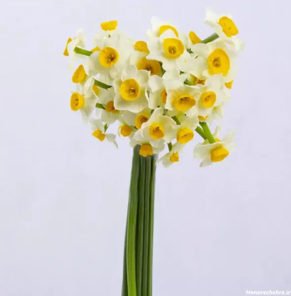  عکس گل نرگس برای پروفایل