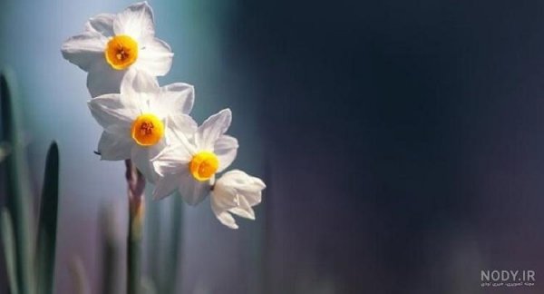  عکس گل نرگس در باران برای پروفایل