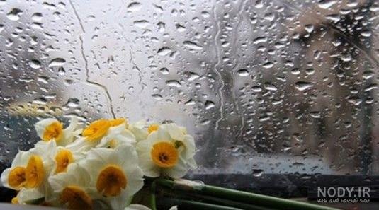 عکس گل نرگس در باران برای پروفایل