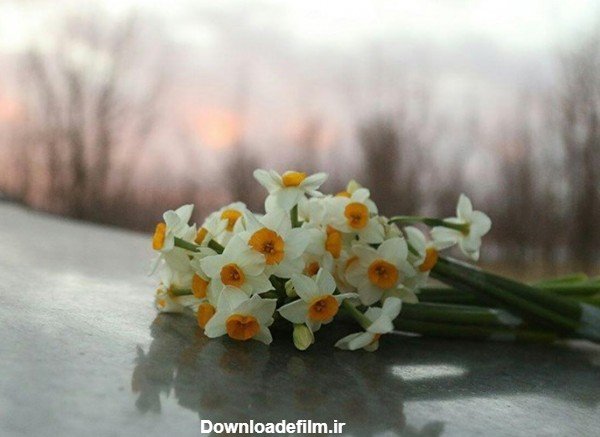  عکس گل نرگس در دست دختر چادری