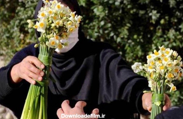  عکس گل نرگس در دست دختر چادری