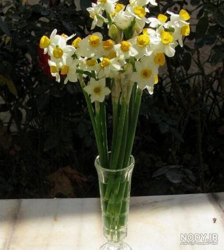  عکس گل نرگس در گلدان
