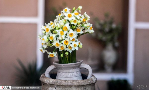  عکس گل نرگس در گلدان