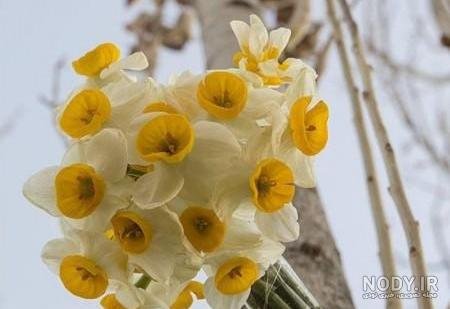  عکس گل نرگس در برف