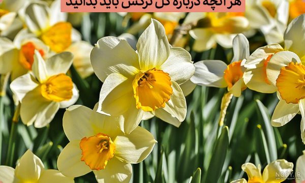  عکس گل نرگس در برف