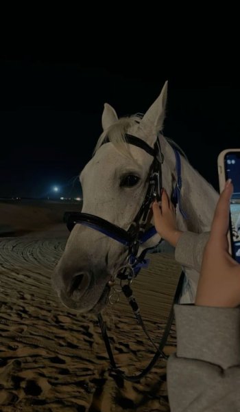  عکس اسب برای پروفایل دخترانه
