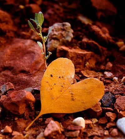  پروفایل پاییزی عاشقانه