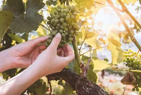  عکس‌ آرامش‌بخش