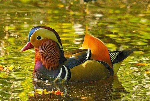  عکسهای آرامش بخش از پرنده ها