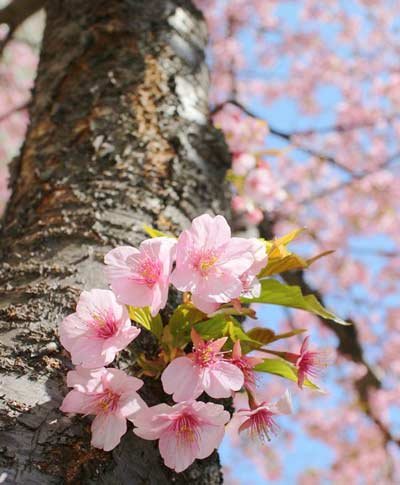  عکس زیبای طبیعت